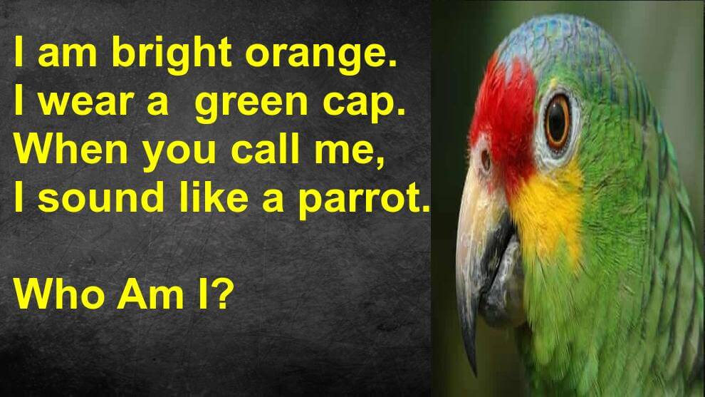 Bright orange Gtreen Cap Parrot Riddle