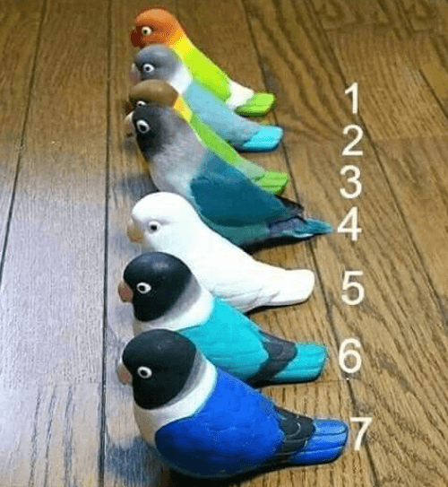 Real Bird Brain Teaser Real Bird Brain Teaser