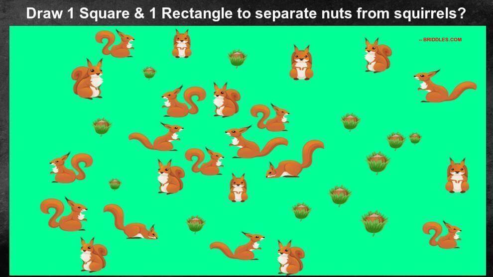 Seperate Nuts From Squirrels Brain Teaser