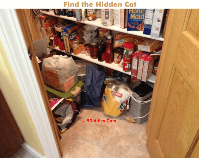 Spot Hidden Cat Brain Teaser