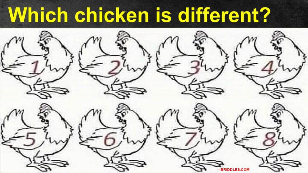 Spot the odd one out chicken Riddle