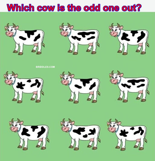 Which cow is different Brain Teaser