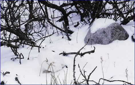 Winter Hidden Bird Pic Puzzle